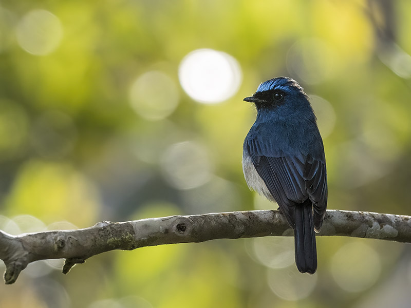 Indigo Flycatcher perched on a mossy branch, Kinabalu National Park