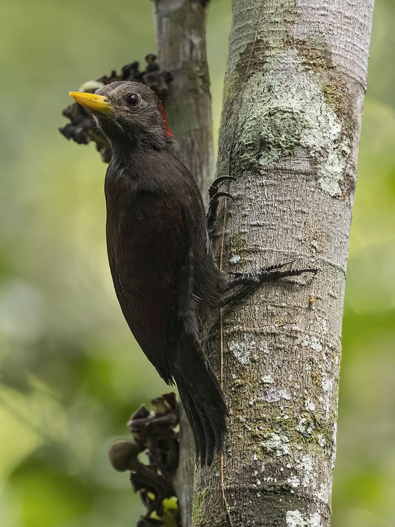Maroon Woodpecker