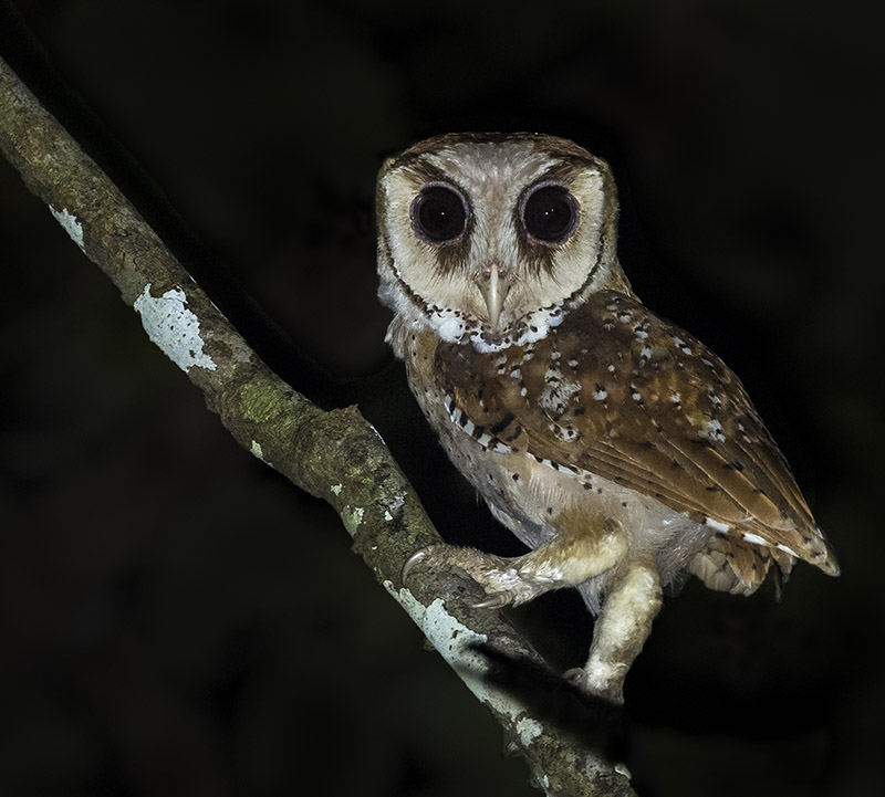 Oriental Bay Owl, Kinabatangan River