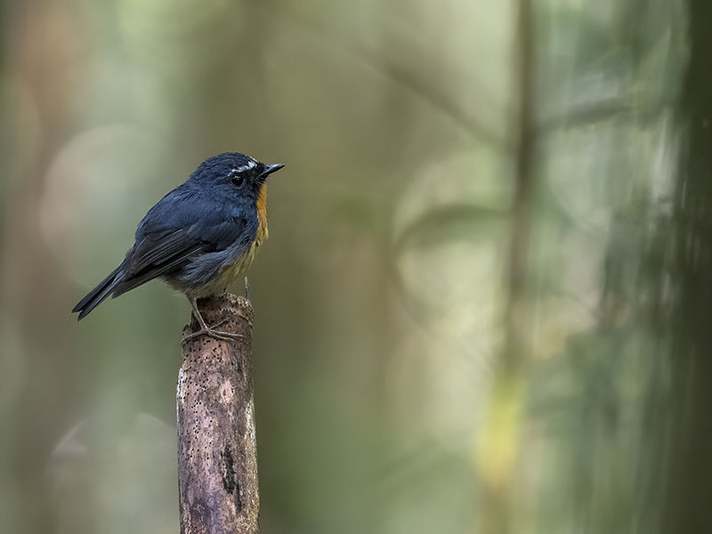 Snowy-browed Flycatcher, Kinabalu National Park