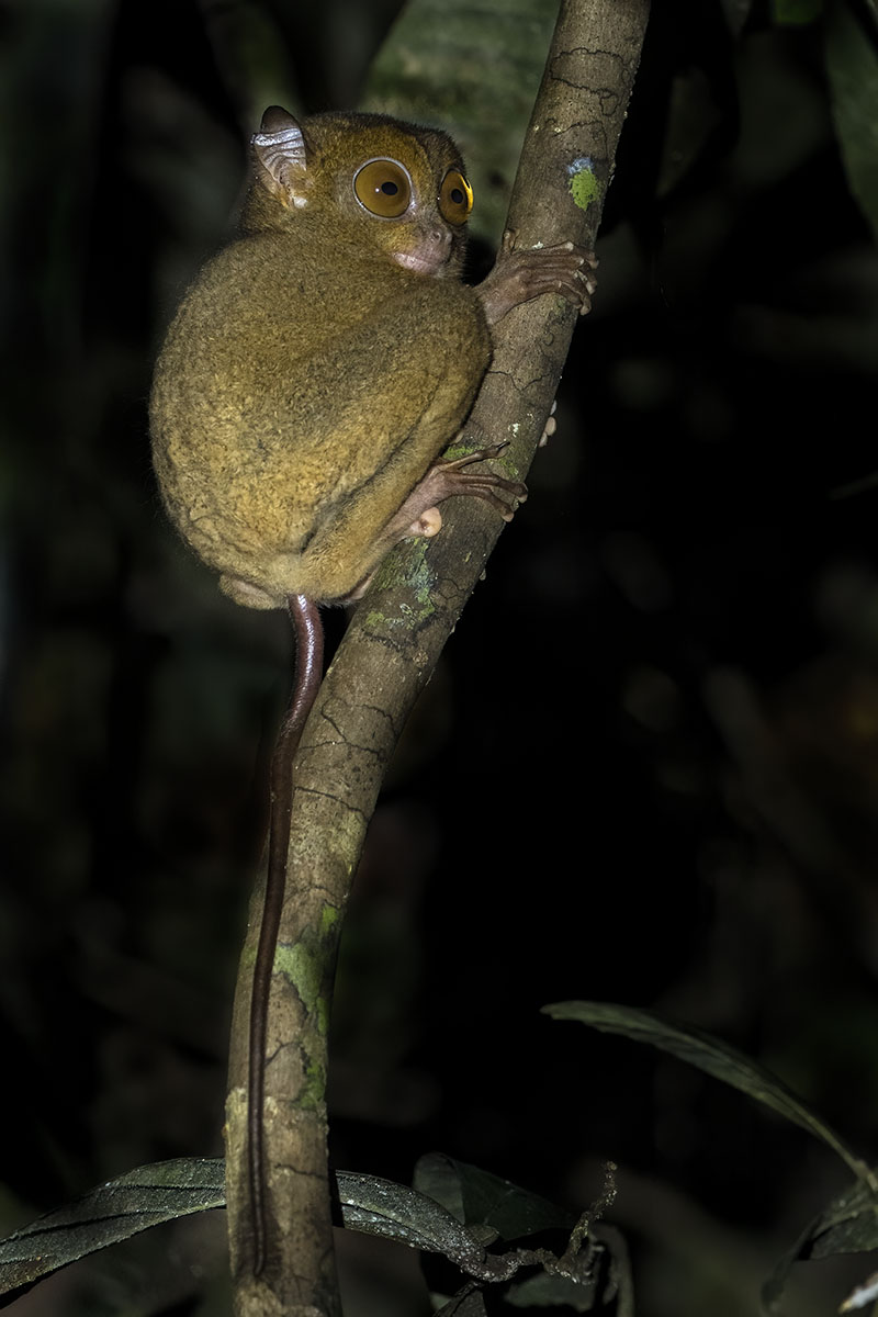 Western Tarsier clinging to a branch at night, Sepilok