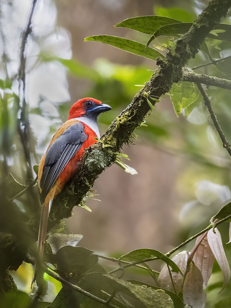 Whitehead's Trogon perched in montane forest, Kinabalu National Park