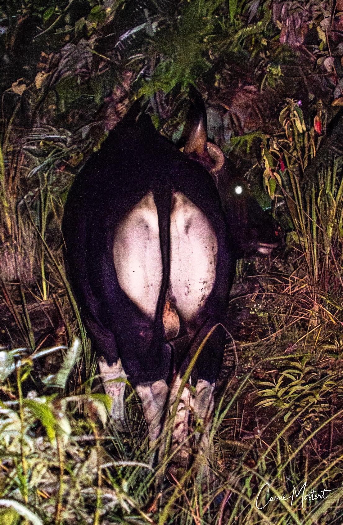 Banteng standing in dense undergrowth at night