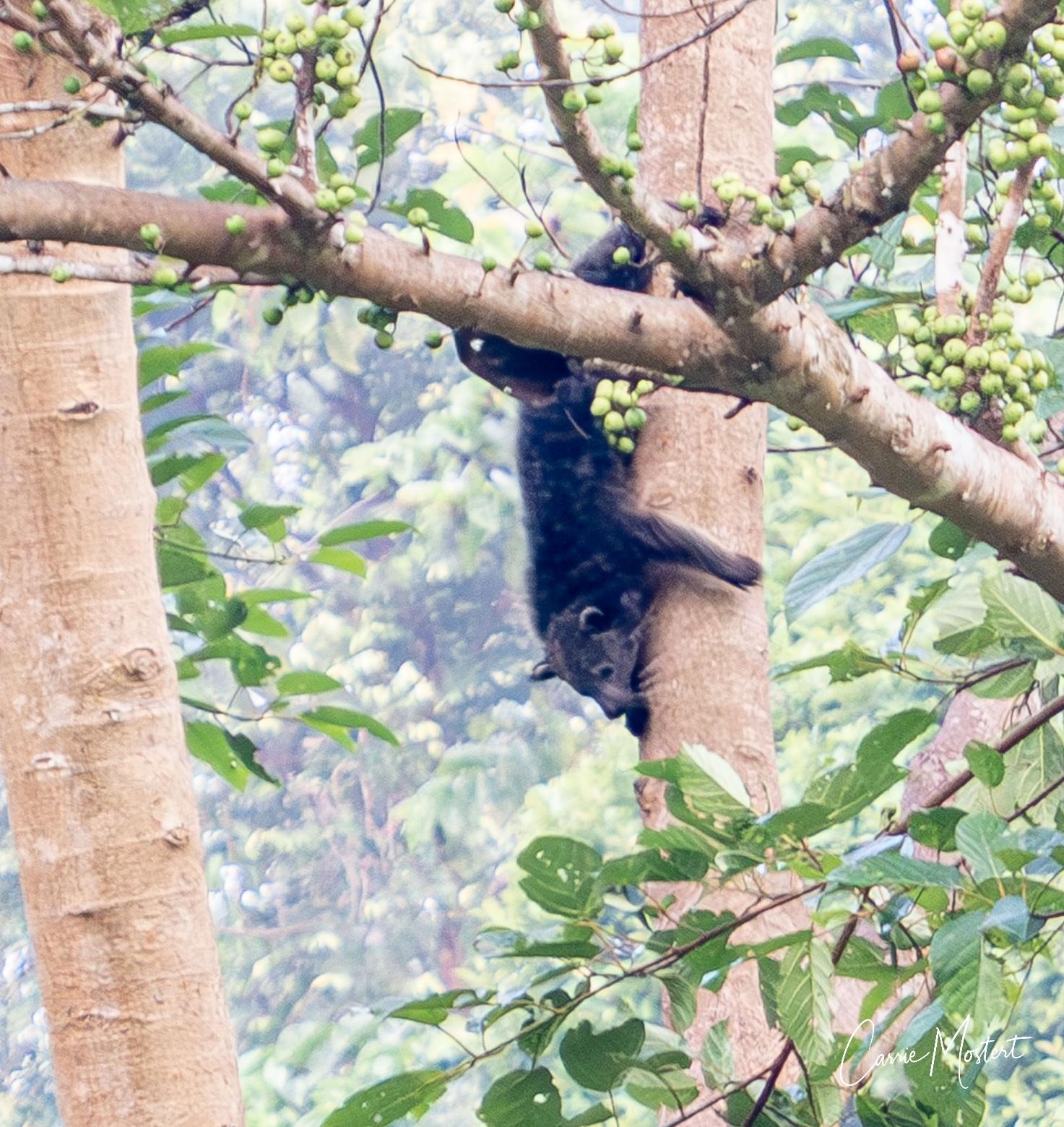 Binturong hanging in a fruiting tree