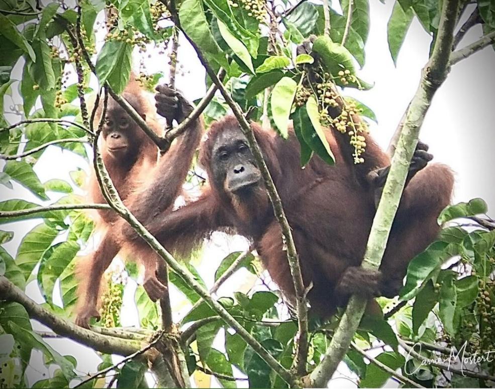 Two Bornean orangutans in the canopy along the Kinabatangan River