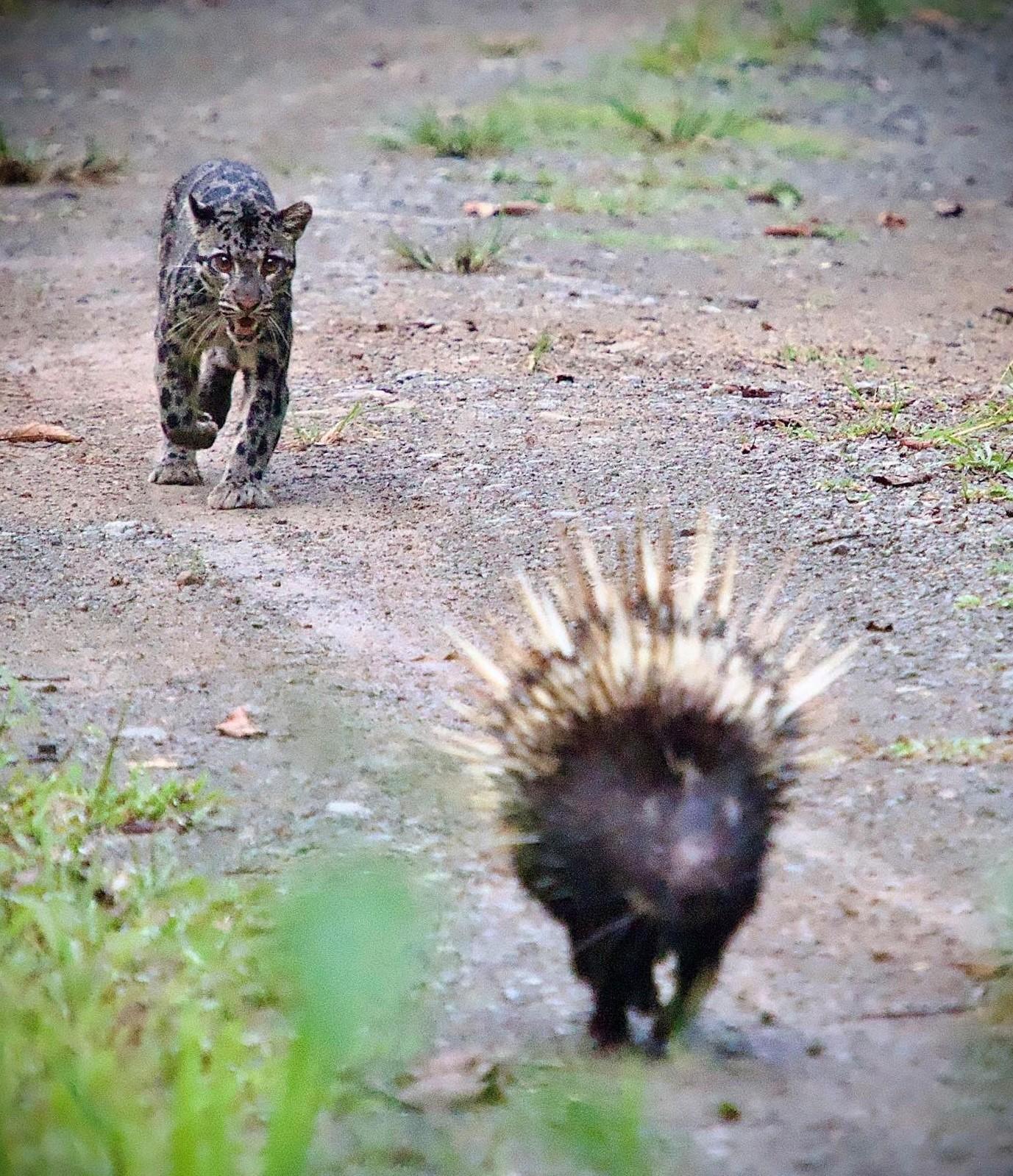 Sunda clouded leopard close behind a Malay porcupine, approaching the camera