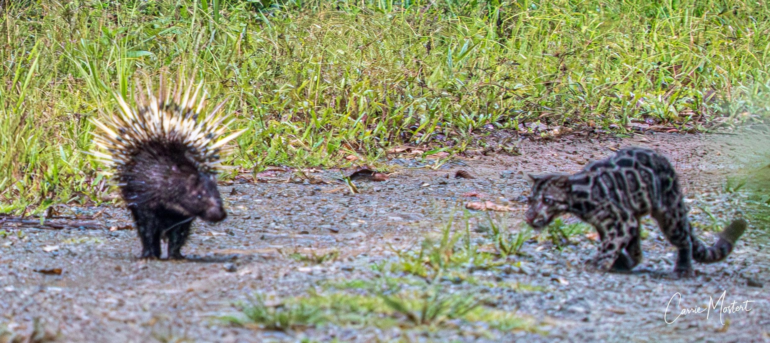 Sunda clouded leopard walking along a forest road toward a Malay porcupine in daylight, Deramakot Forest Reserve