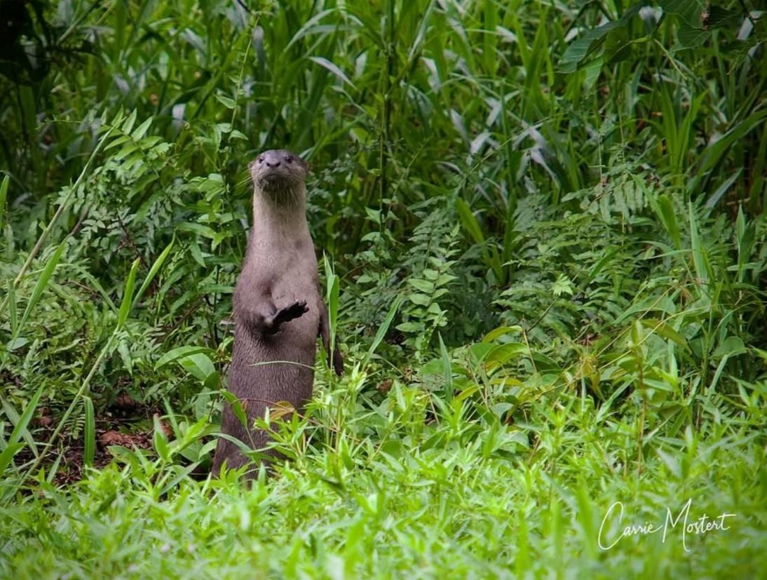 Smooth-coated otter standing upright in riverside grass
