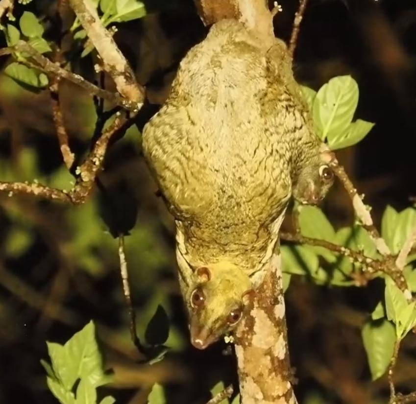 Sunda colugo clinging to a tree trunk at night