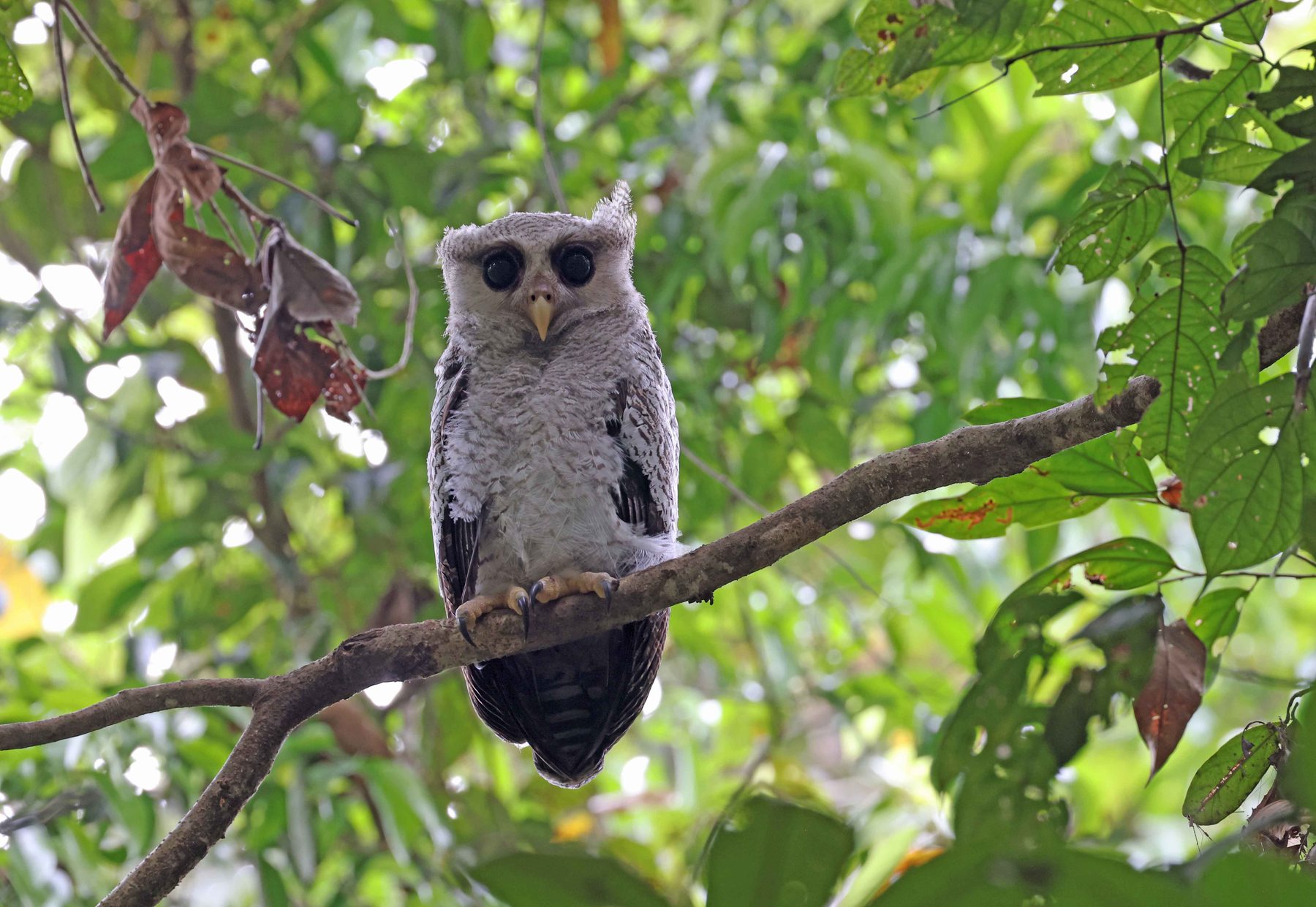 Barred Eagle Owl, juvenile, Sepilok