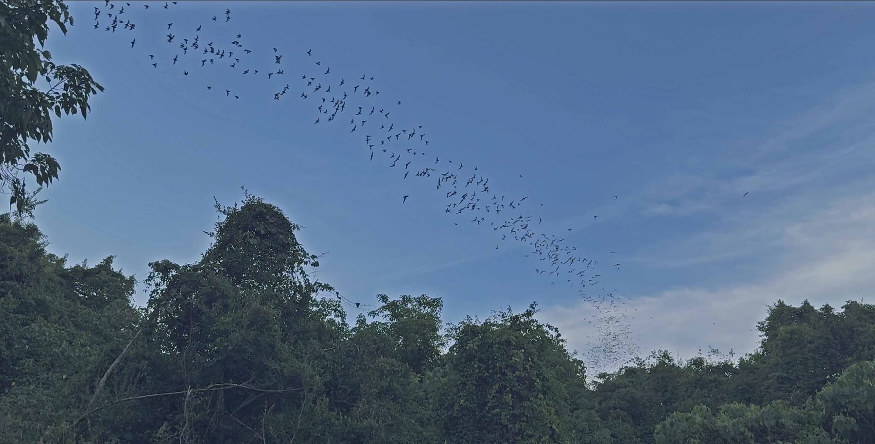 Hundreds of thousands of bats streaming out of the forest canopy at dusk, Gomantong Caves