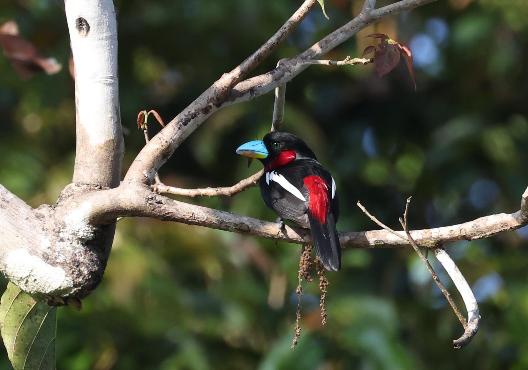Black-and-Red Broadbill, Kinabatangan River