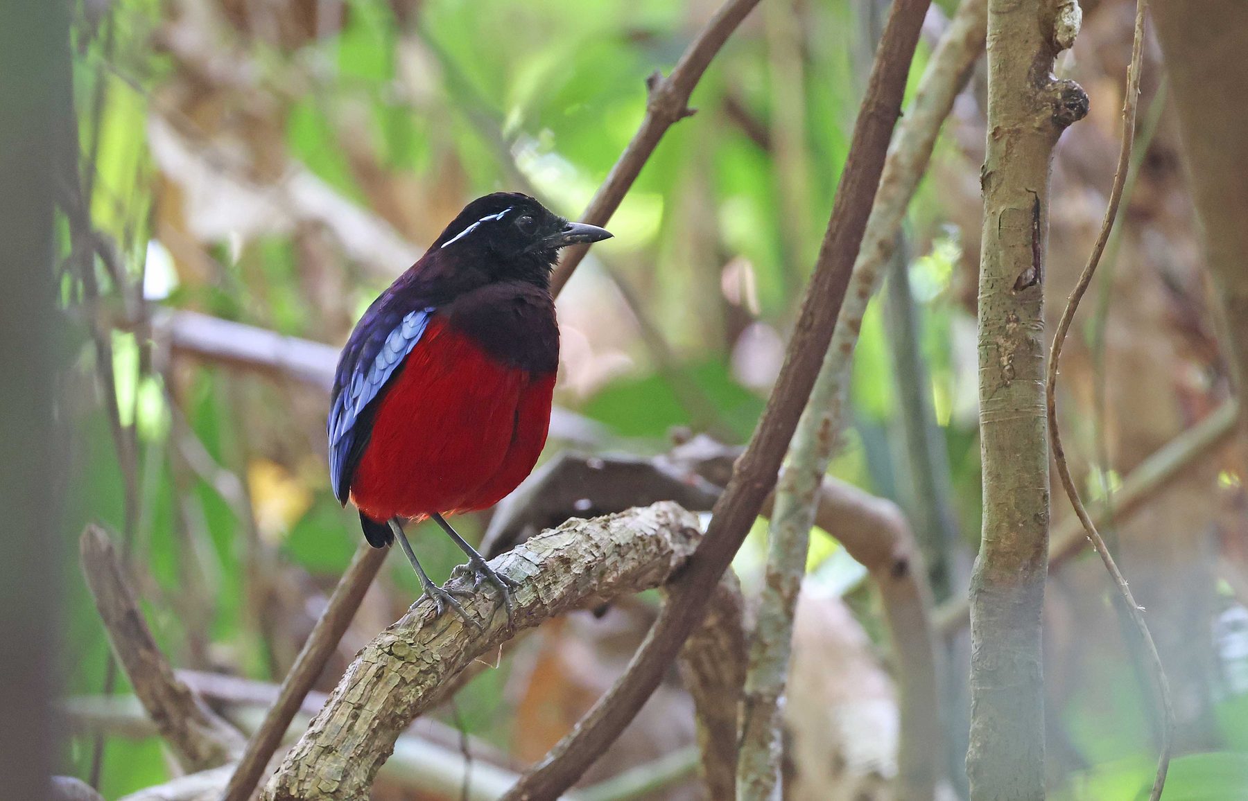 Black-crowned Pitta on the forest floor, Sepilok