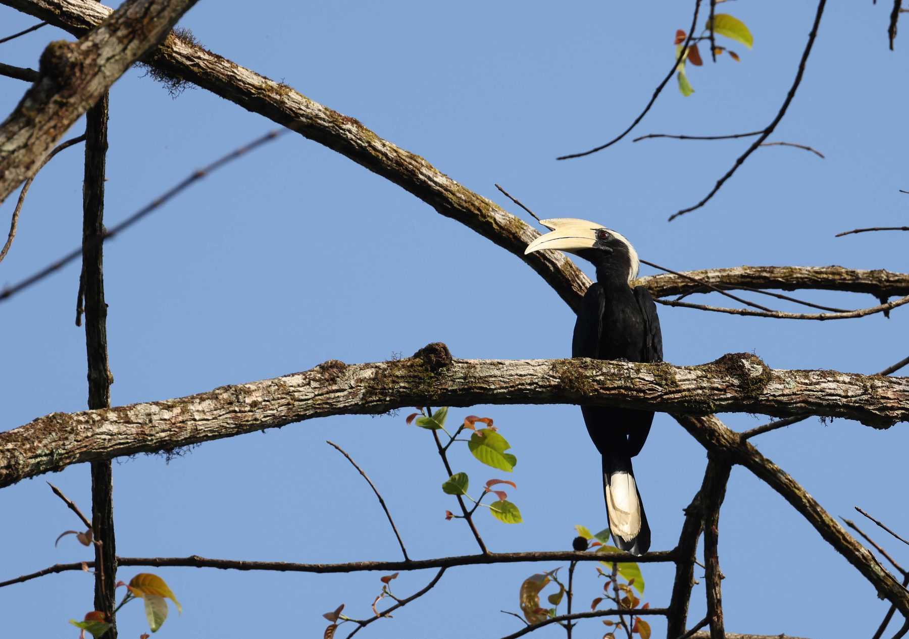 Black Hornbill, Tabin