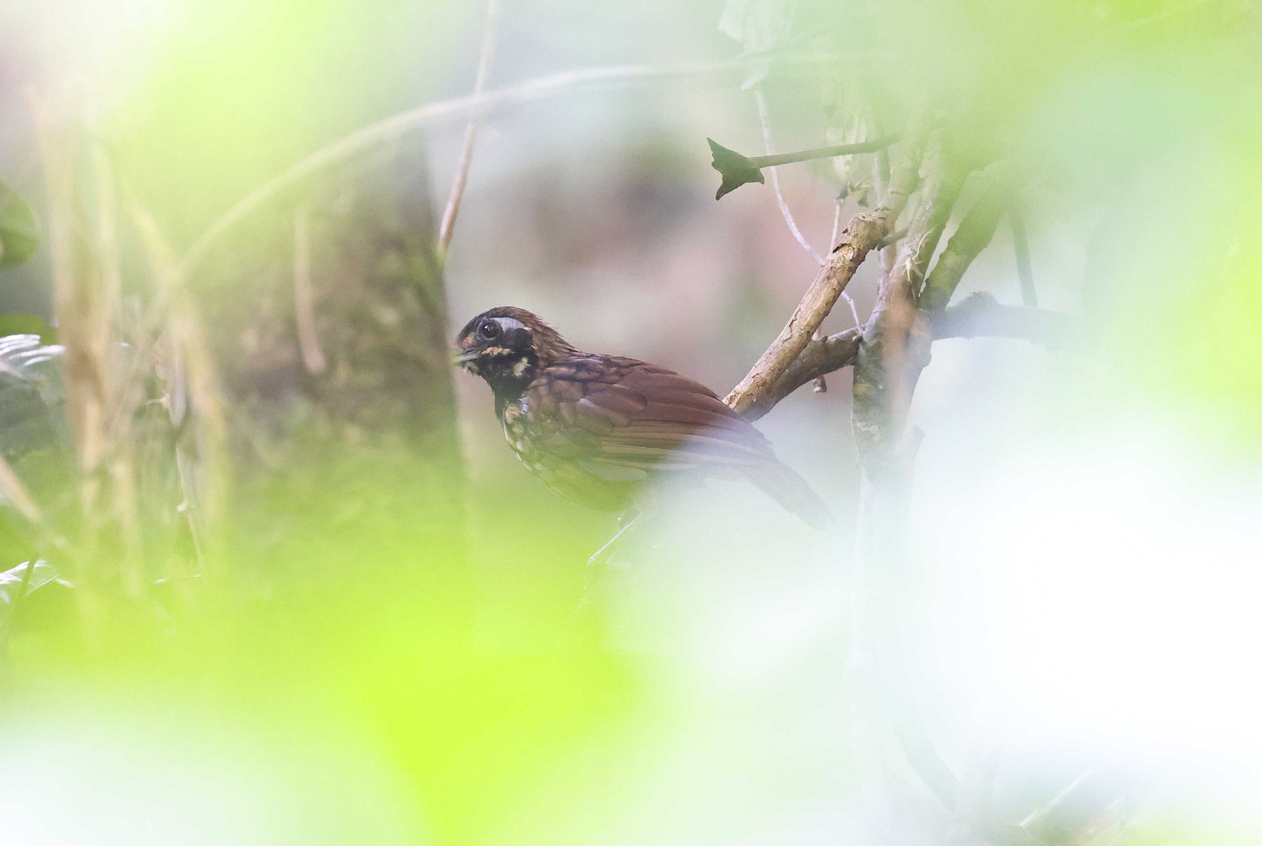 Black-throated Wren-Babbler, Tabin