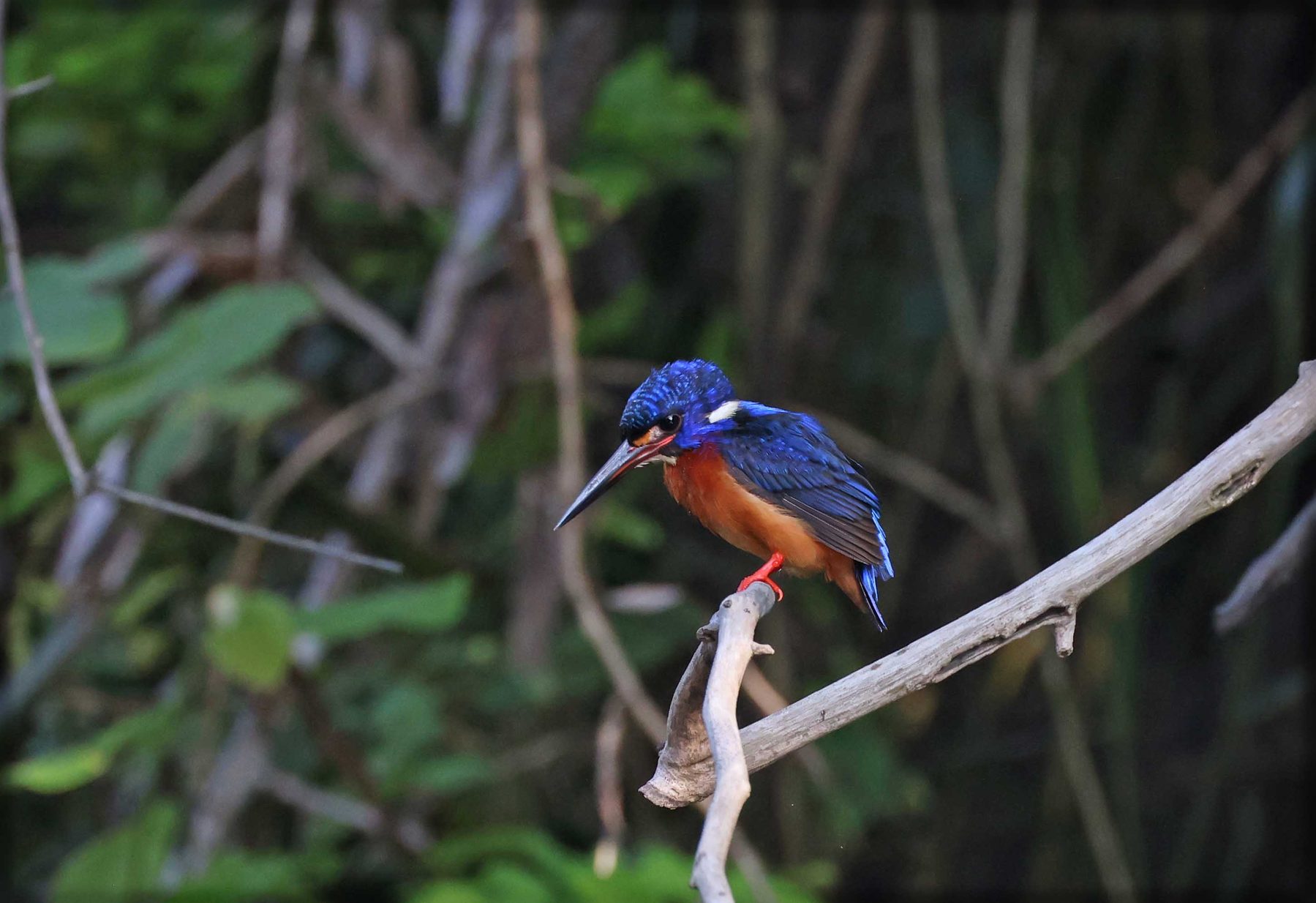 Blue-eared Kingfisher, Kinabatangan River