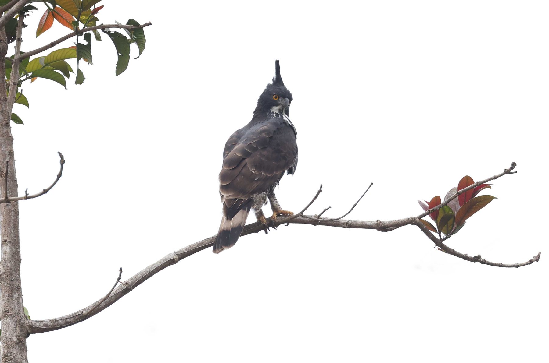 Blyth's Hawk-Eagle, Mount Kinabalu National Park