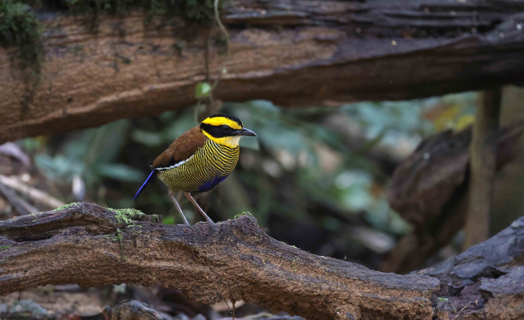 Male and female Bornean Banded Pitta perched together, Trus Madi bird hide