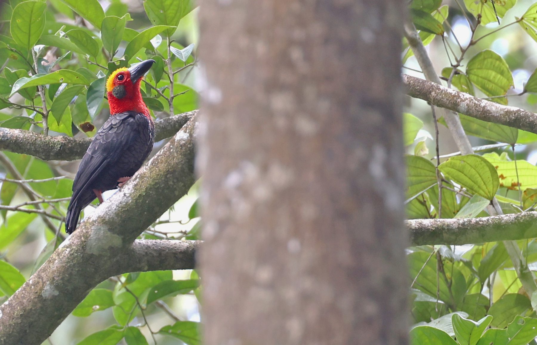 Bornean Bristlehead, Tabin