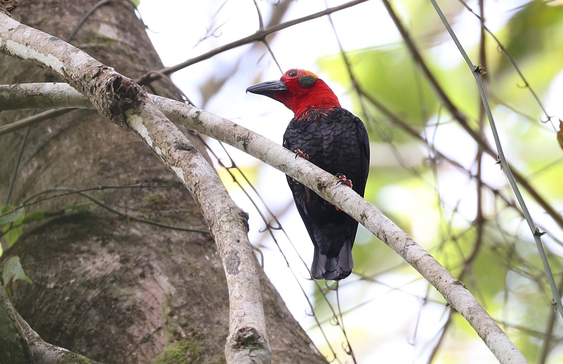 Bornean Bristlehead perched on a branch, Tabin Wildlife Reserve