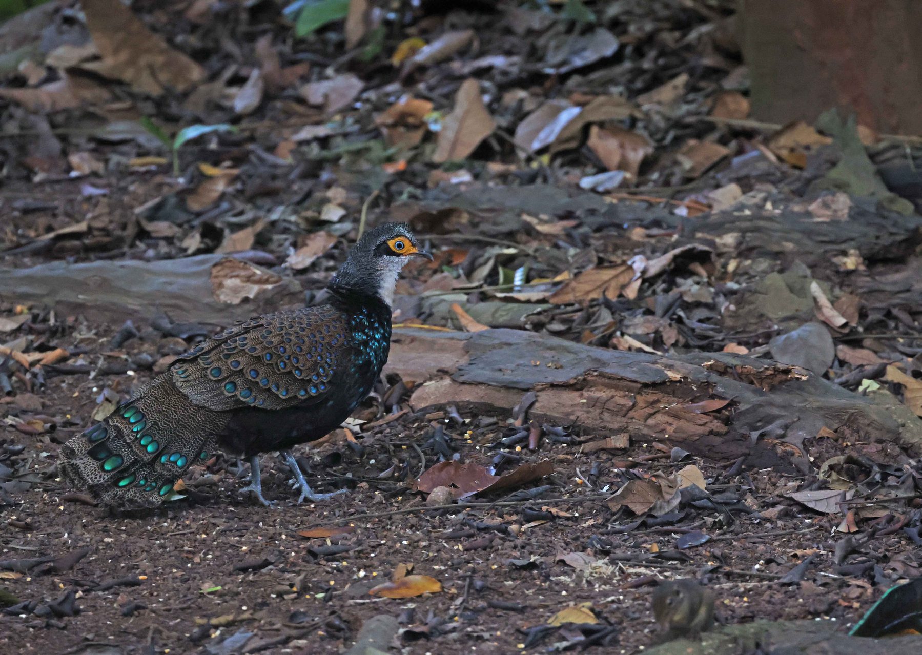 Male Bornean Peacock-Pheasant displaying its iridescent tail feathers, Ulu Telupid Forest Reserve