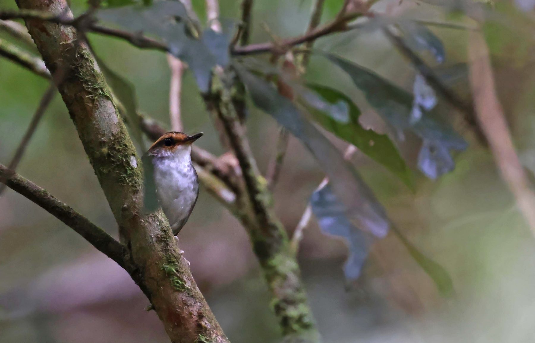 Bornean Stubtail, Mount Kinabalu National Park