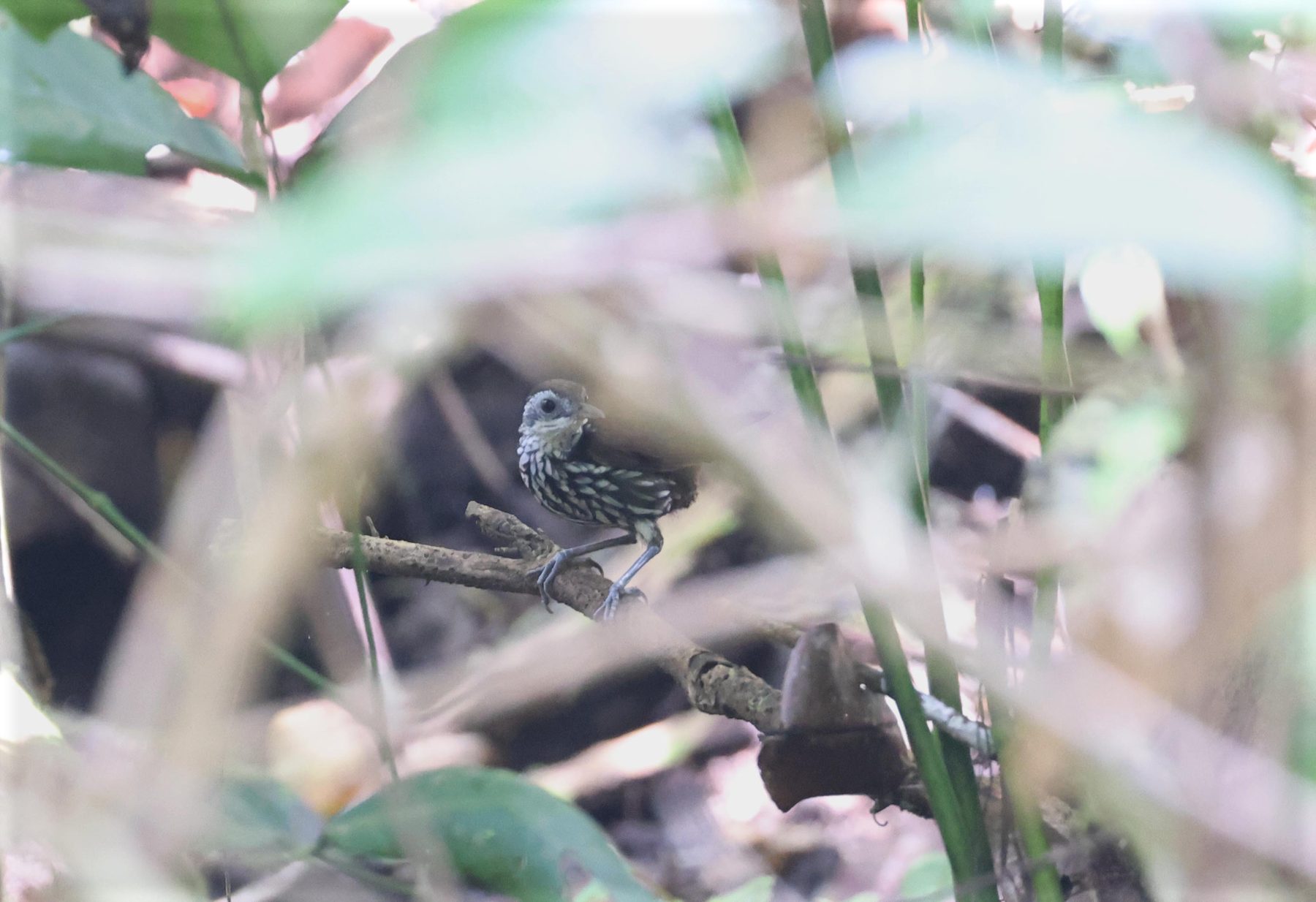 Bornean Wren-Babbler, Tabin