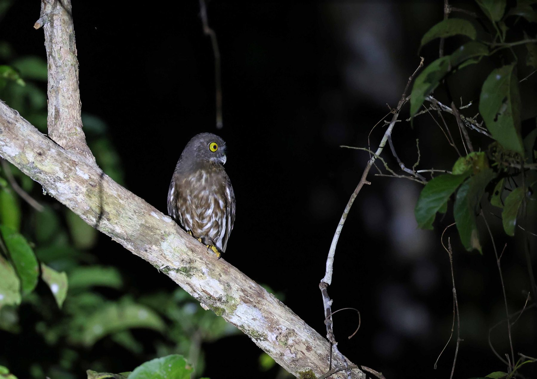 Brown Boobook, Kinabatangan River