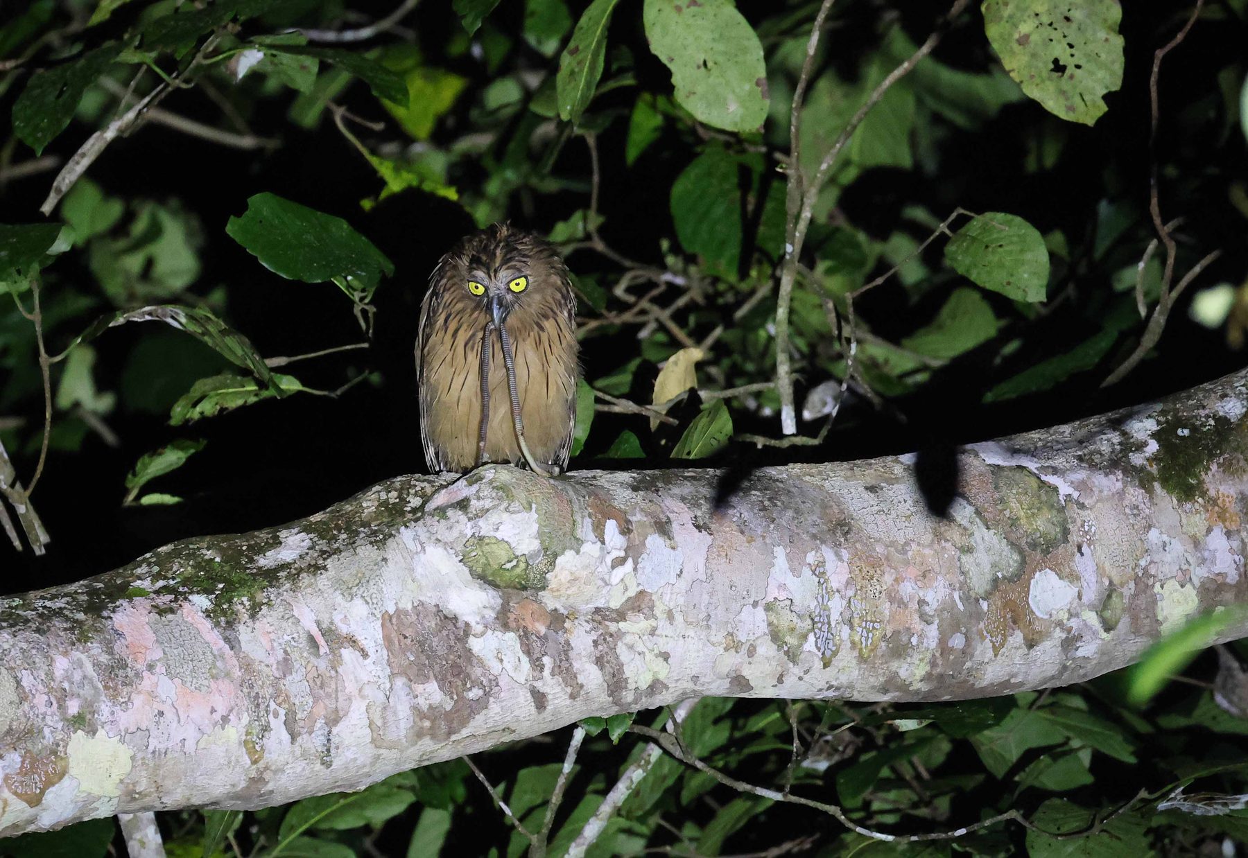 Buffy Fish Owl, Tabin