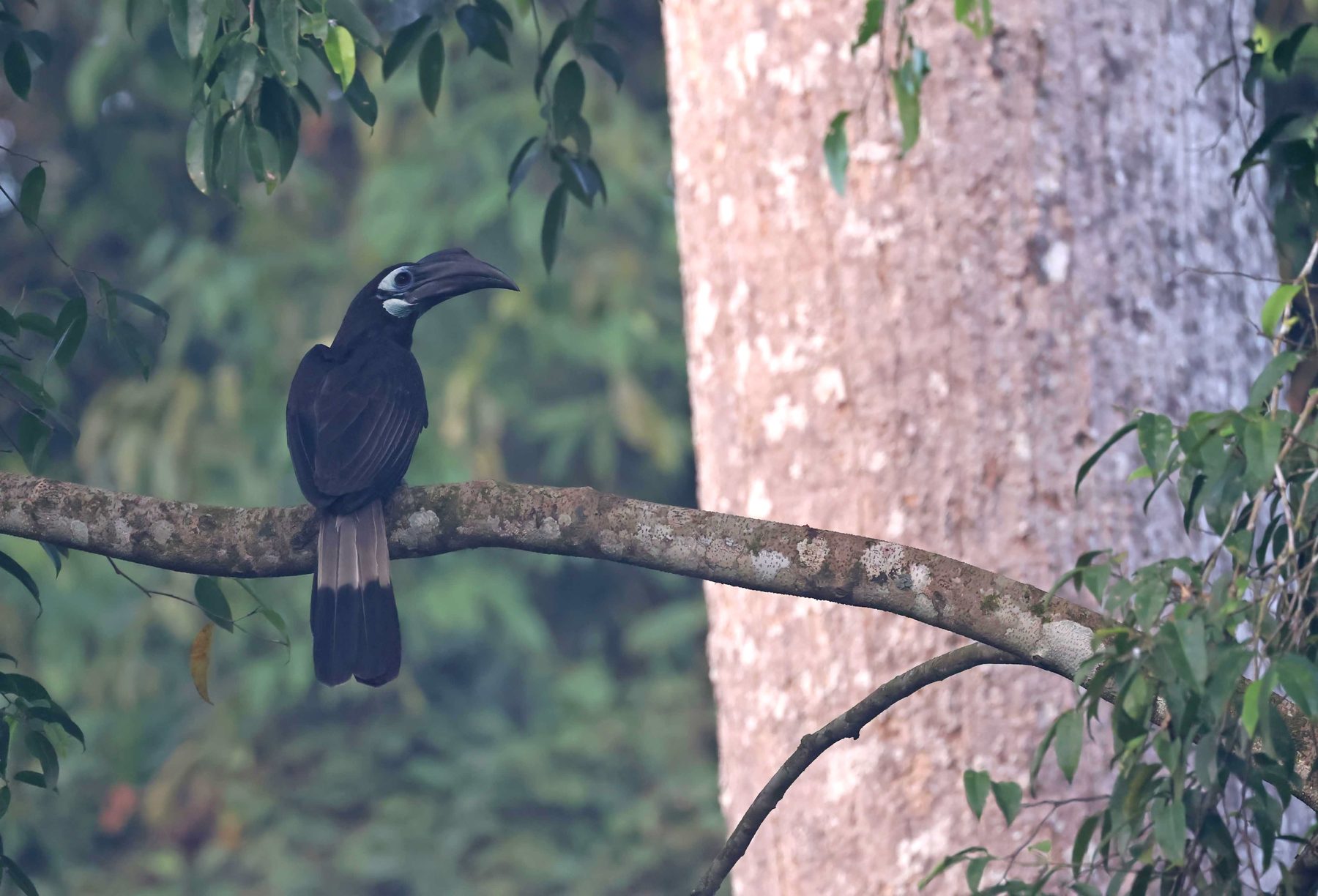Bushy-crested Hornbill, Sepilok Nature Lodge