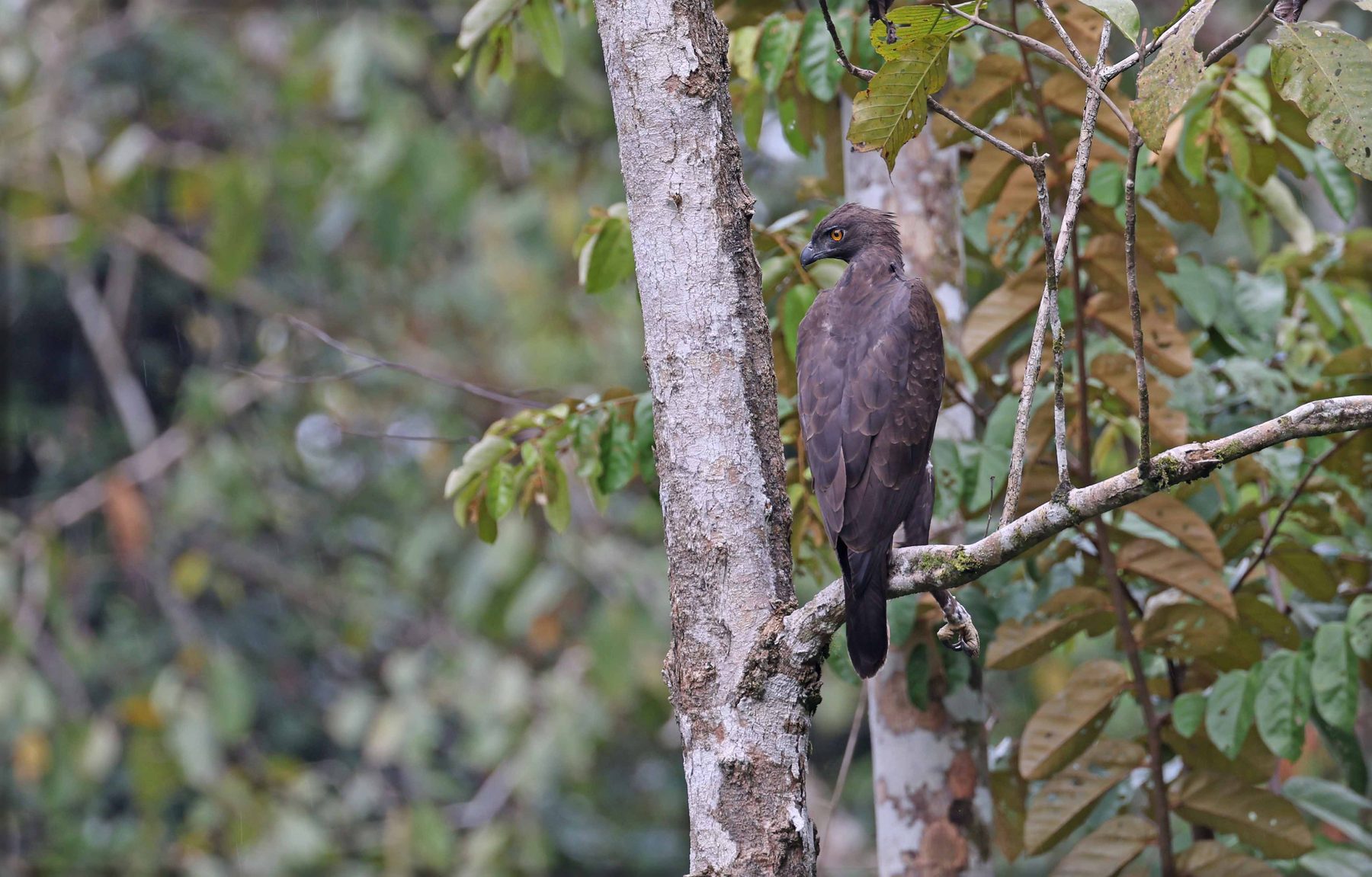 Changeable Hawk-Eagle, Tabin