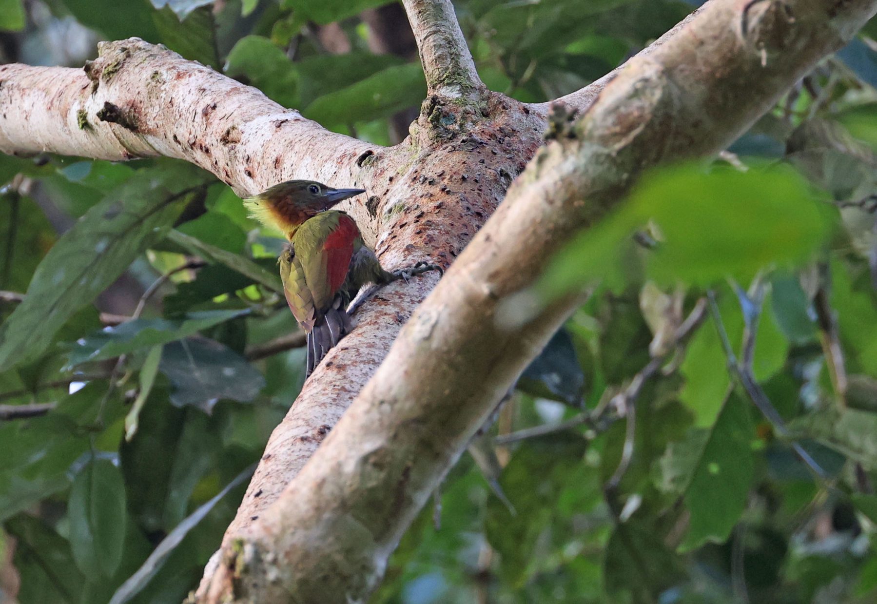 Checker-throated Woodpecker, Tabin