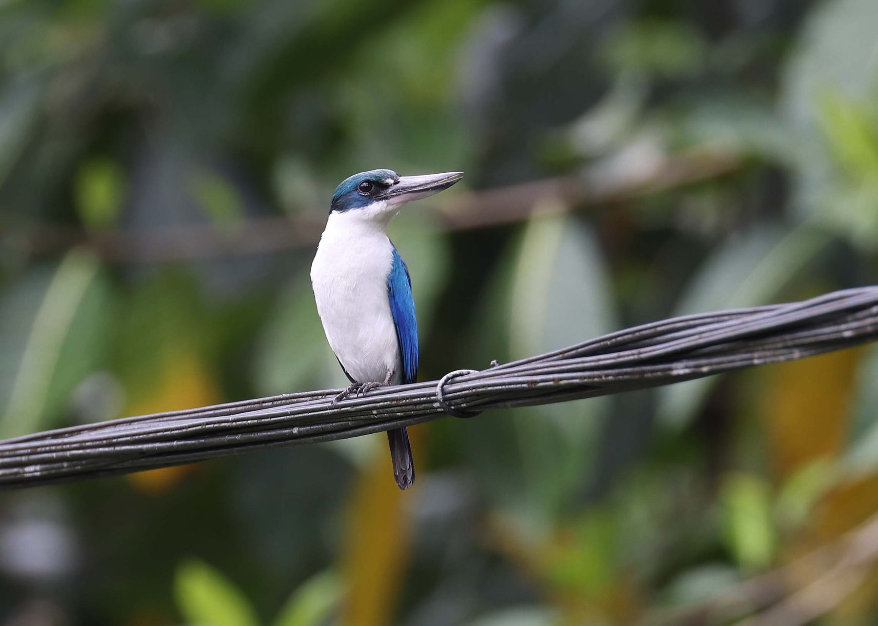 Collared Kingfisher, Tabin
