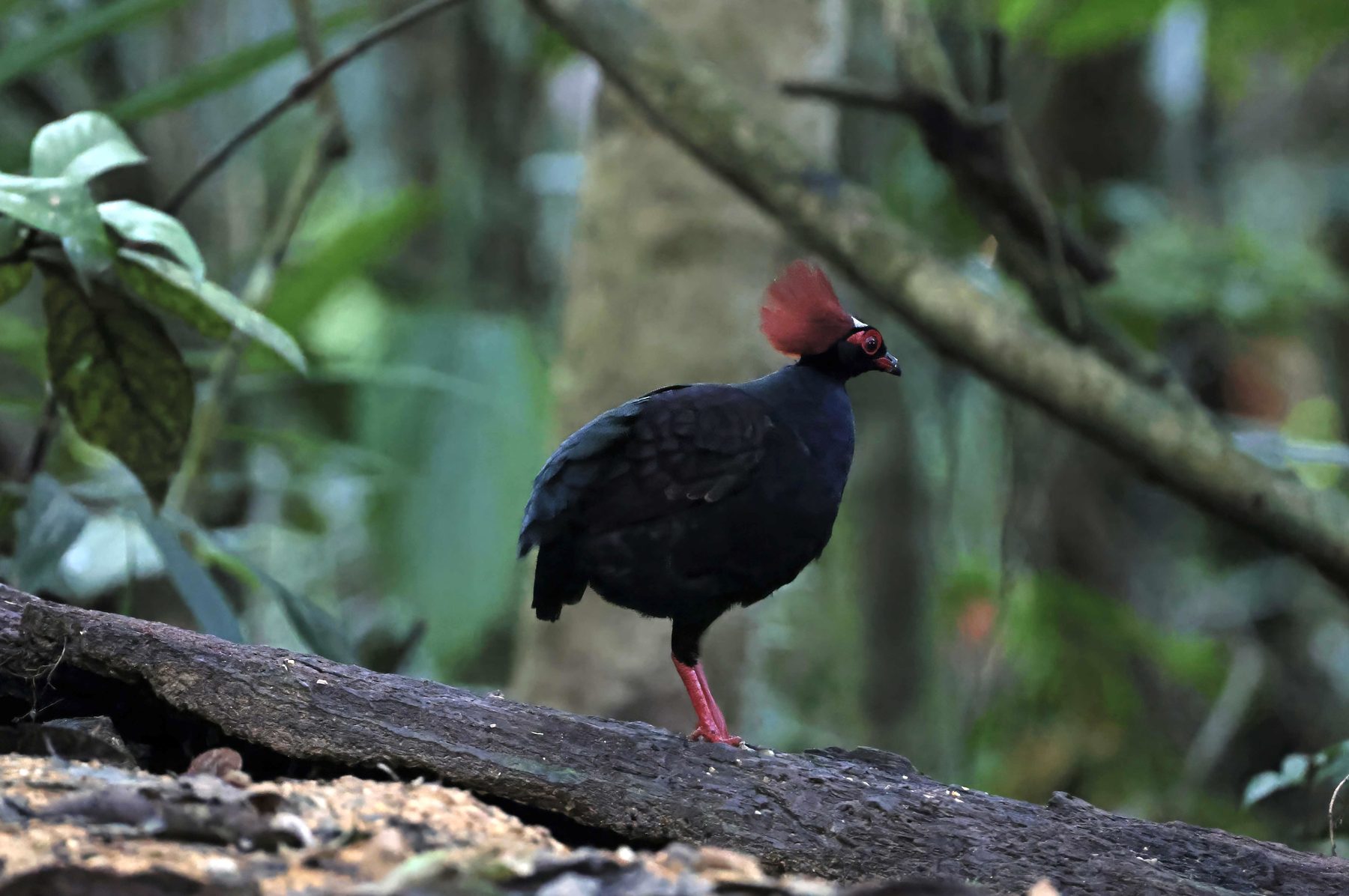 Crested Partridge, male, Trus Madi bird hide