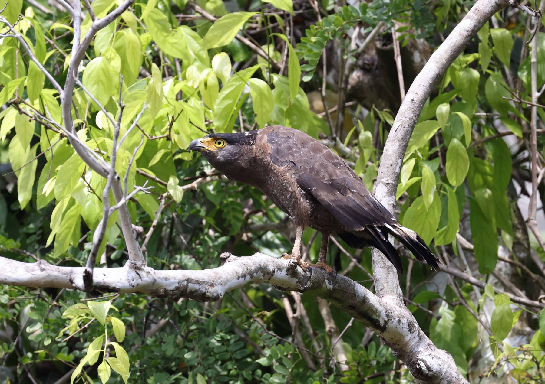 Crested Serpent-Eagle, Kinabatangan River