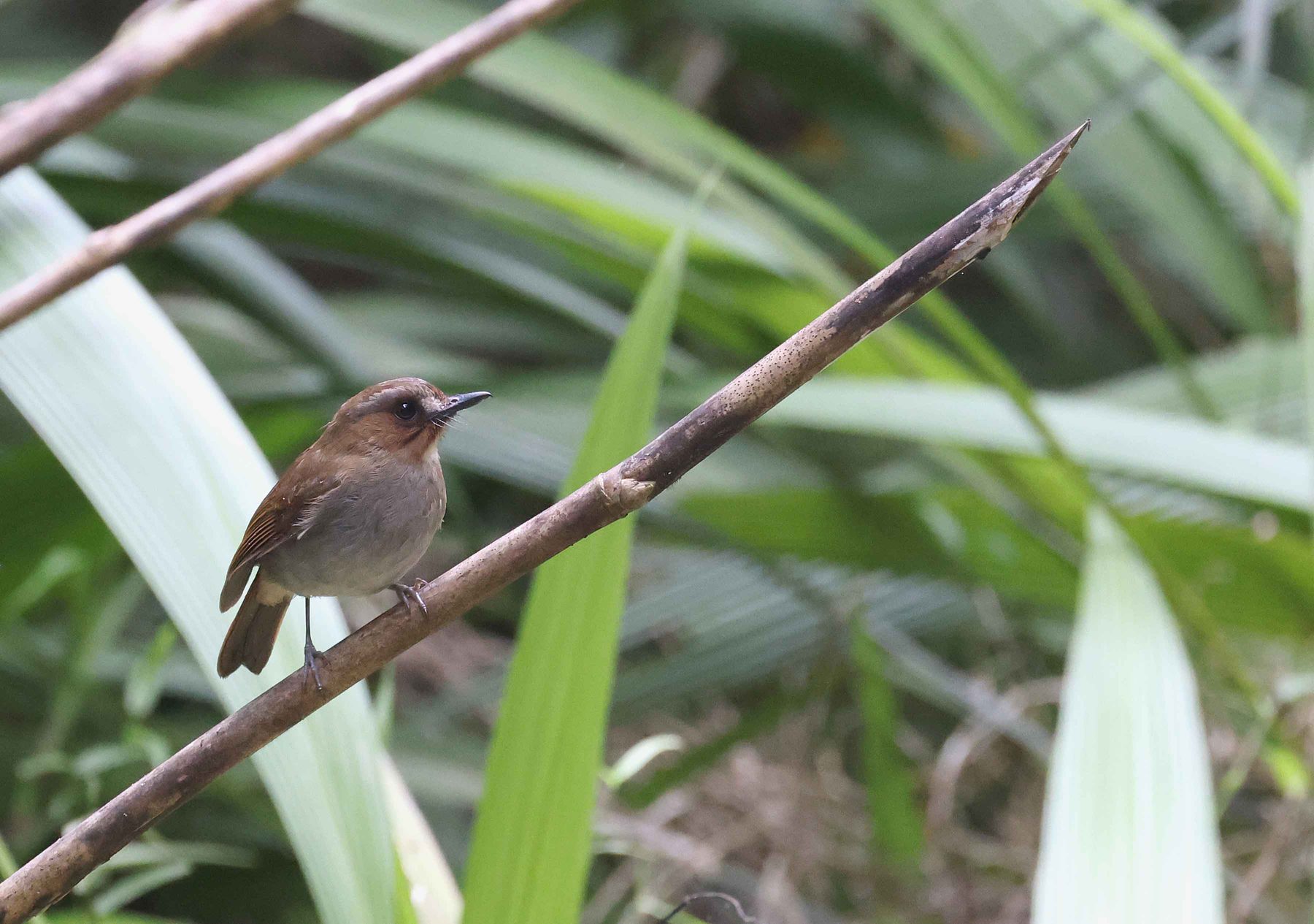 Eye-browed Jungle Flycatcher, Mount Kinabalu National Park