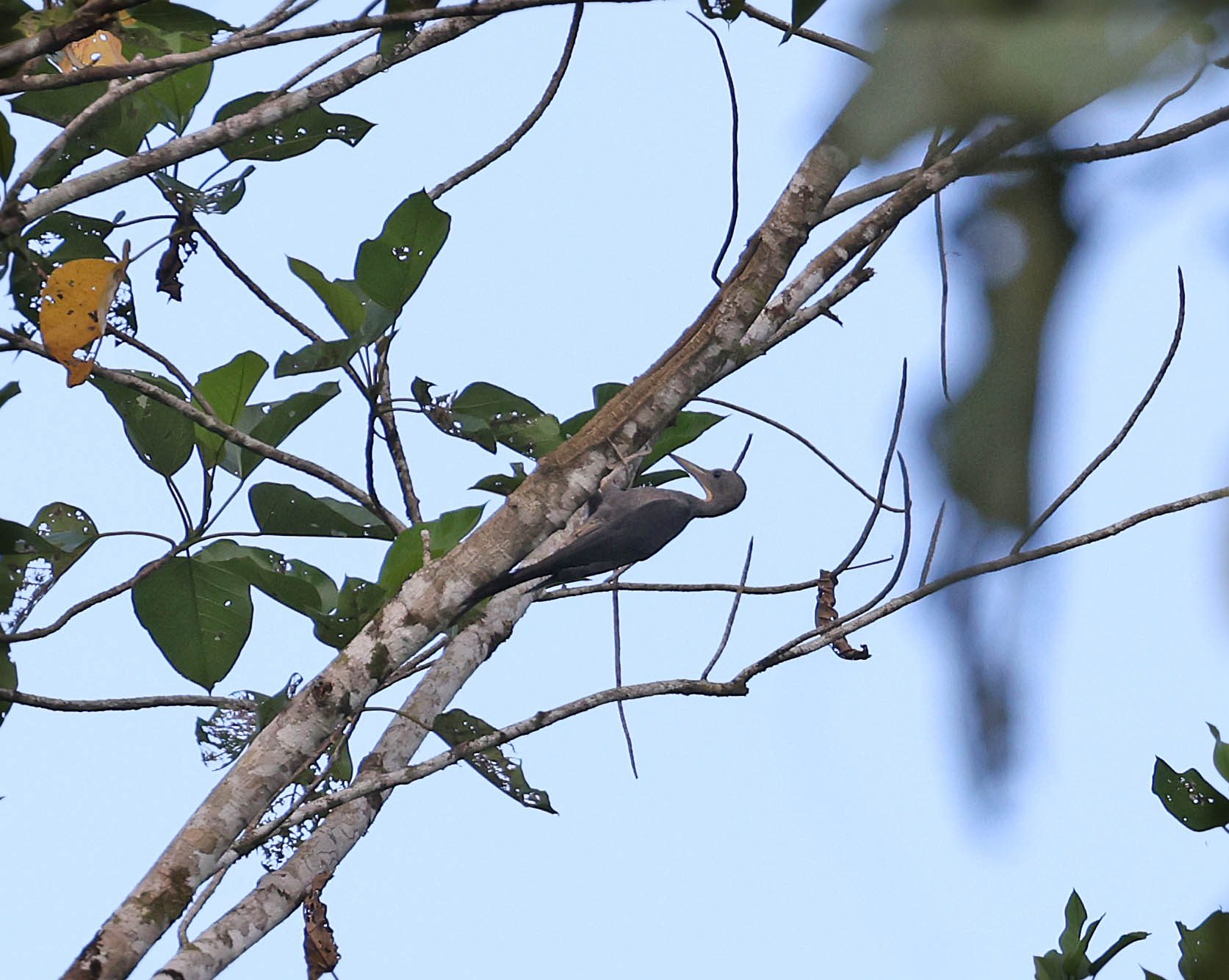 Great Slaty Woodpecker, Tabin