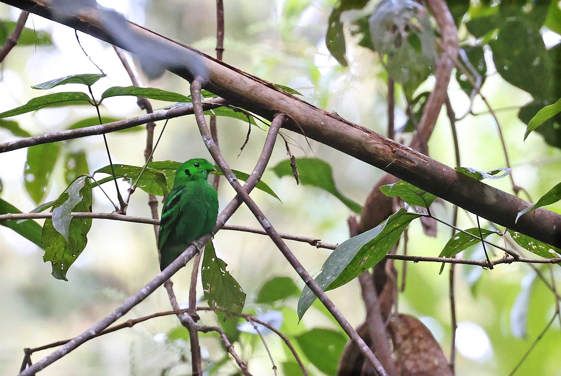 Green Broadbill, male, Tabin