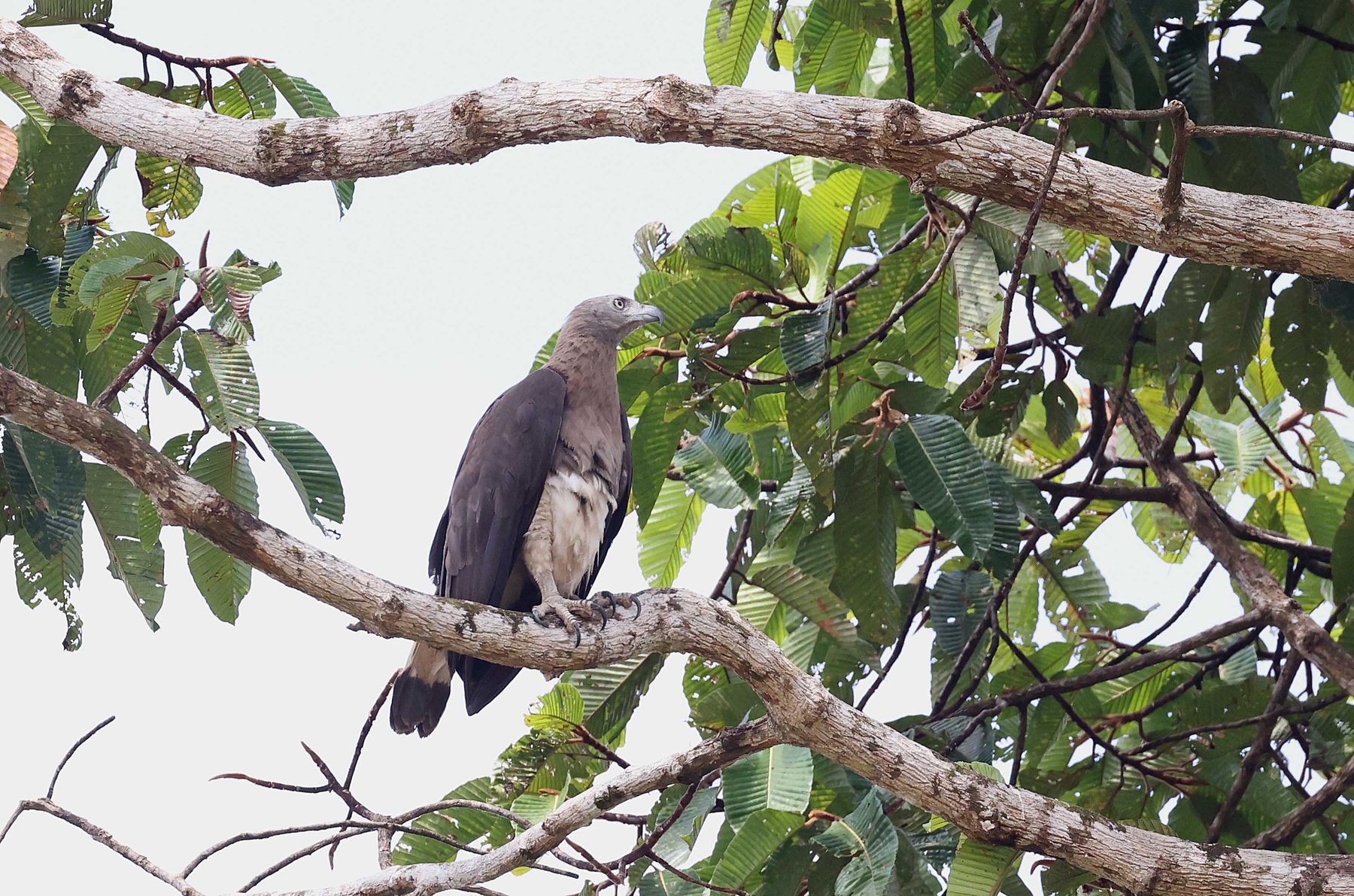 Grey-headed Fish Eagle, Kinabatangan River