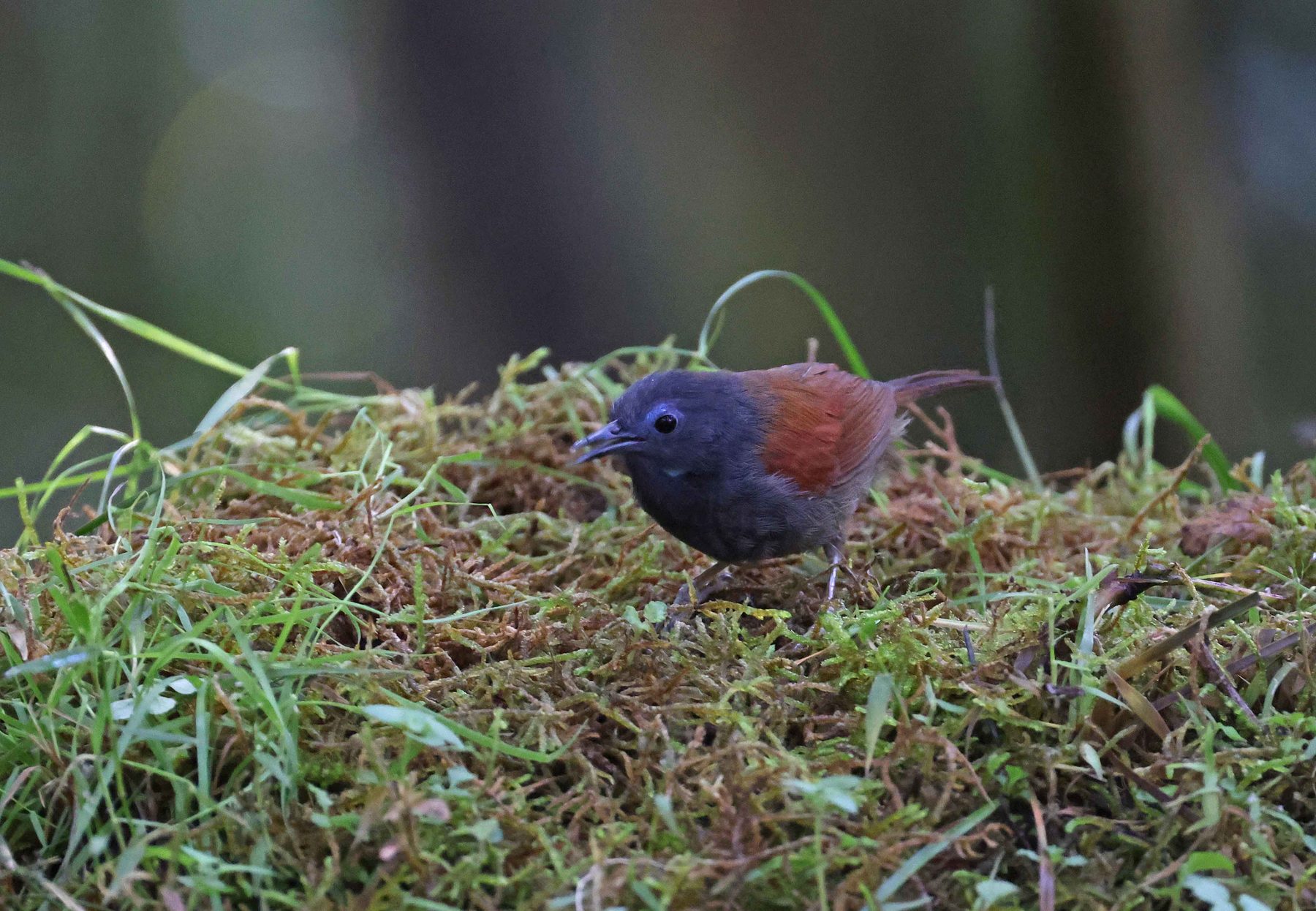 Grey-hooded (Bi-coloured) Babbler, Trus Madi bird hide