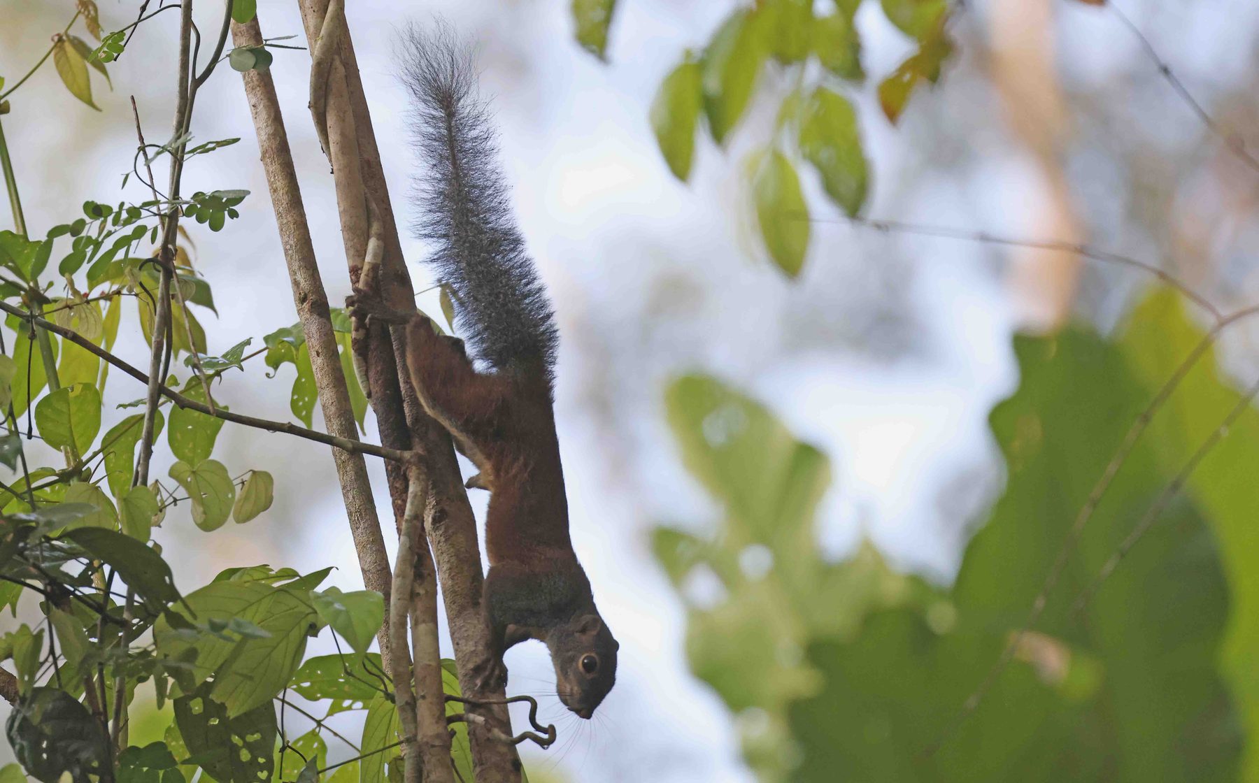 Horse-tailed Squirrel, Sepilok