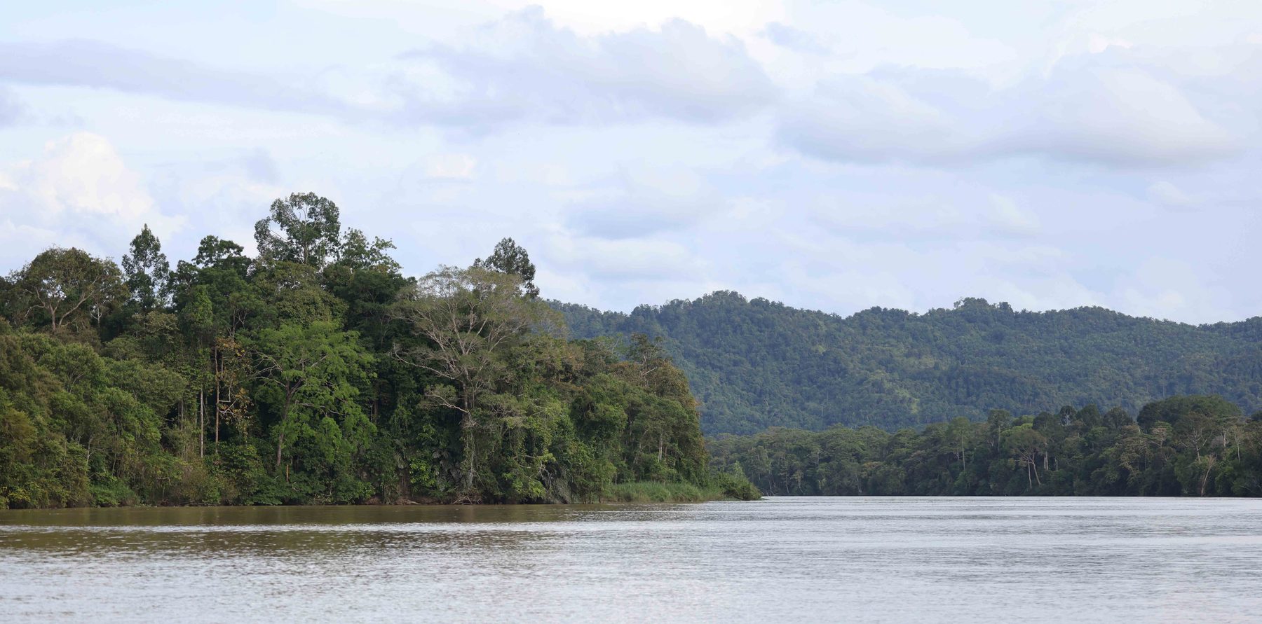 The Kinabatangan River winding through forested banks