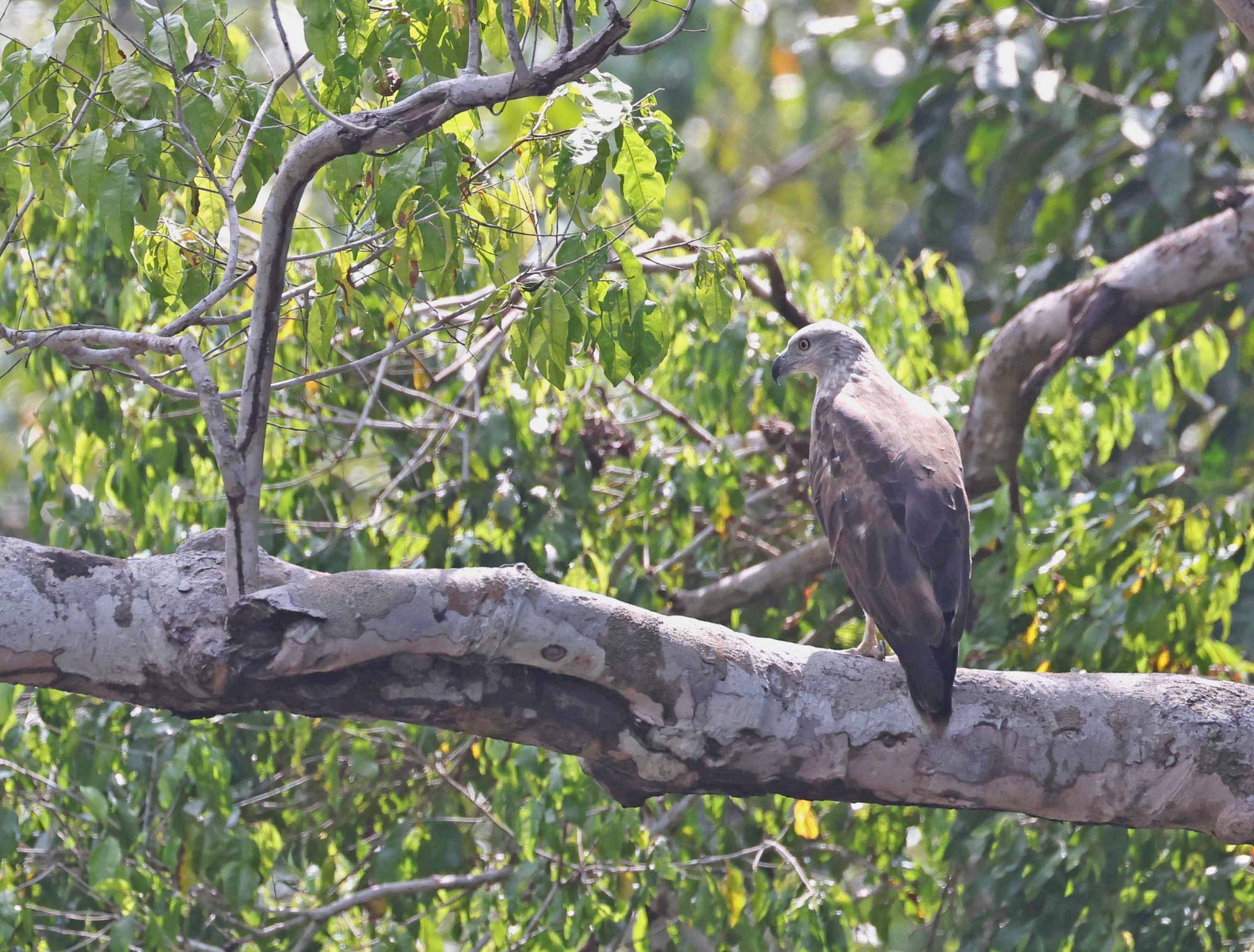 Lesser Fish Eagle, Kinabatangan River