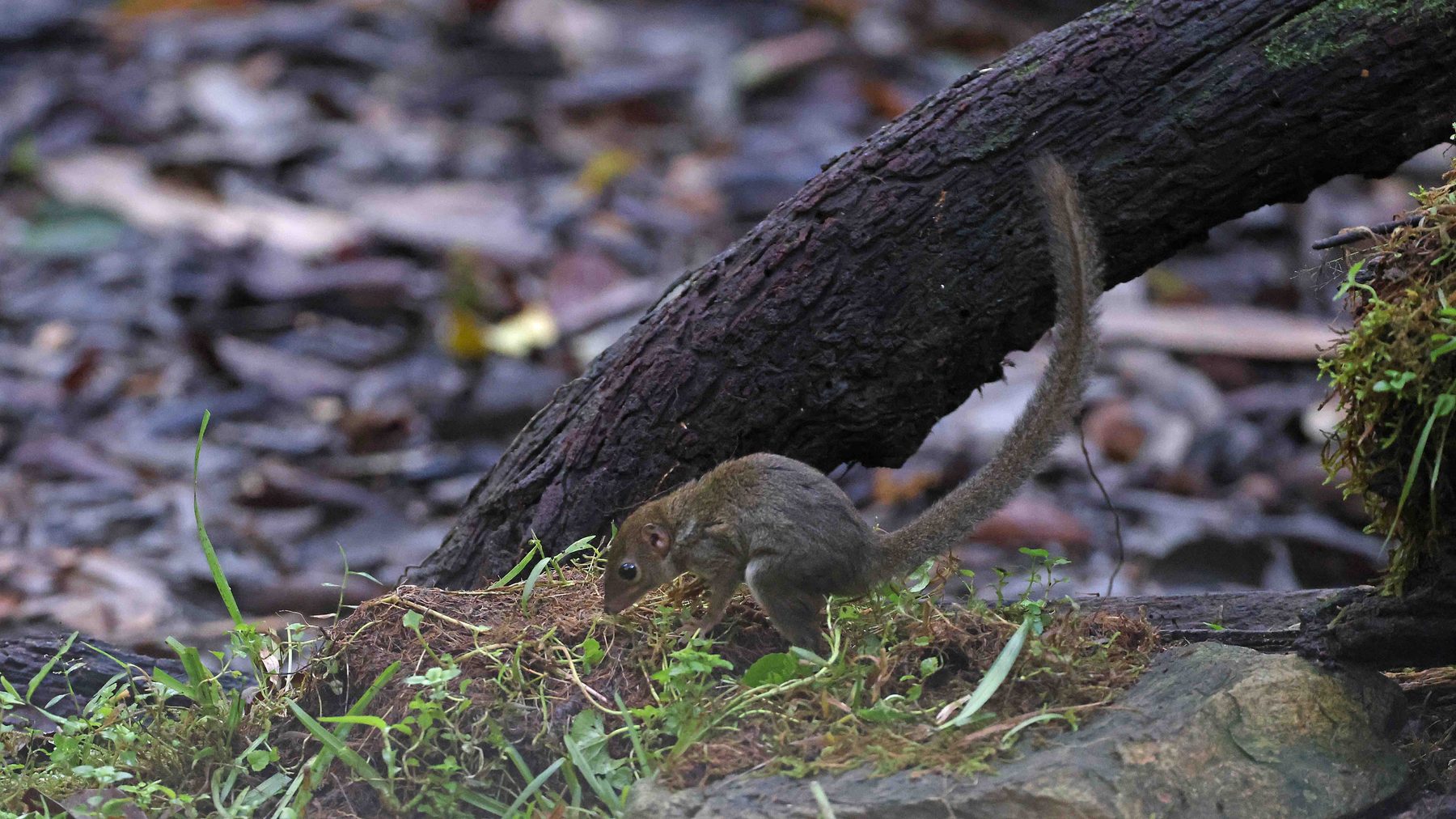 Lesser Treeshrew, Trus Madi bird hide