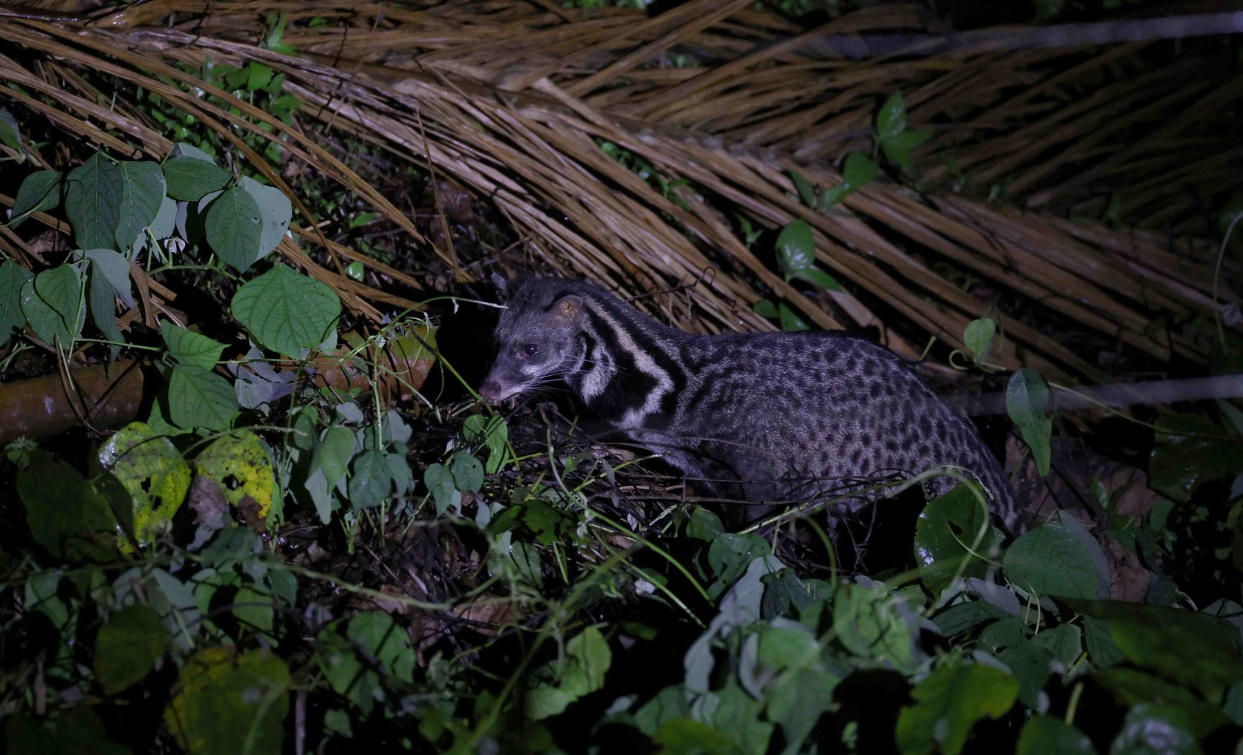 Malay Civet, Tabin