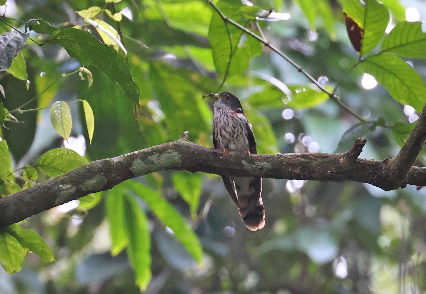 Malaysian Hawk-Cuckoo, Tabin