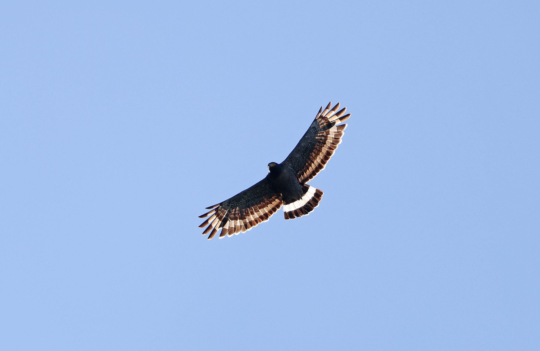 Mountain Hawk-Eagle in flight, Mount Kinabalu National Park