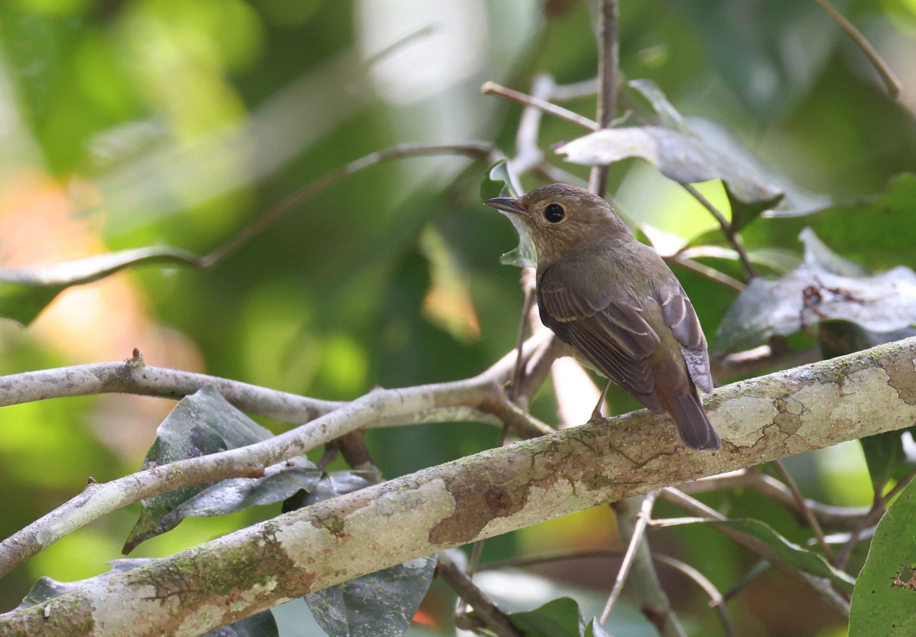 Narcissus Flycatcher, female, Sepilok