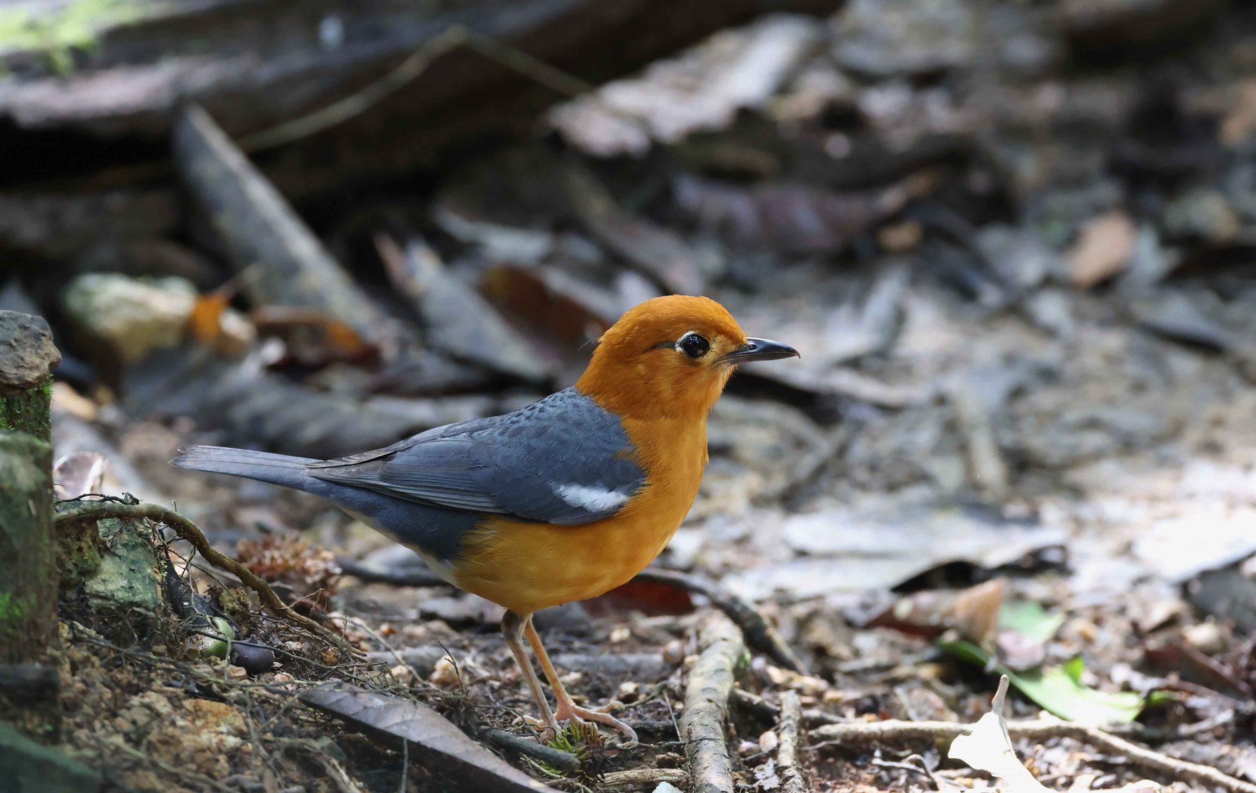 Orange-headed Thrush, Trus Madi bird hide