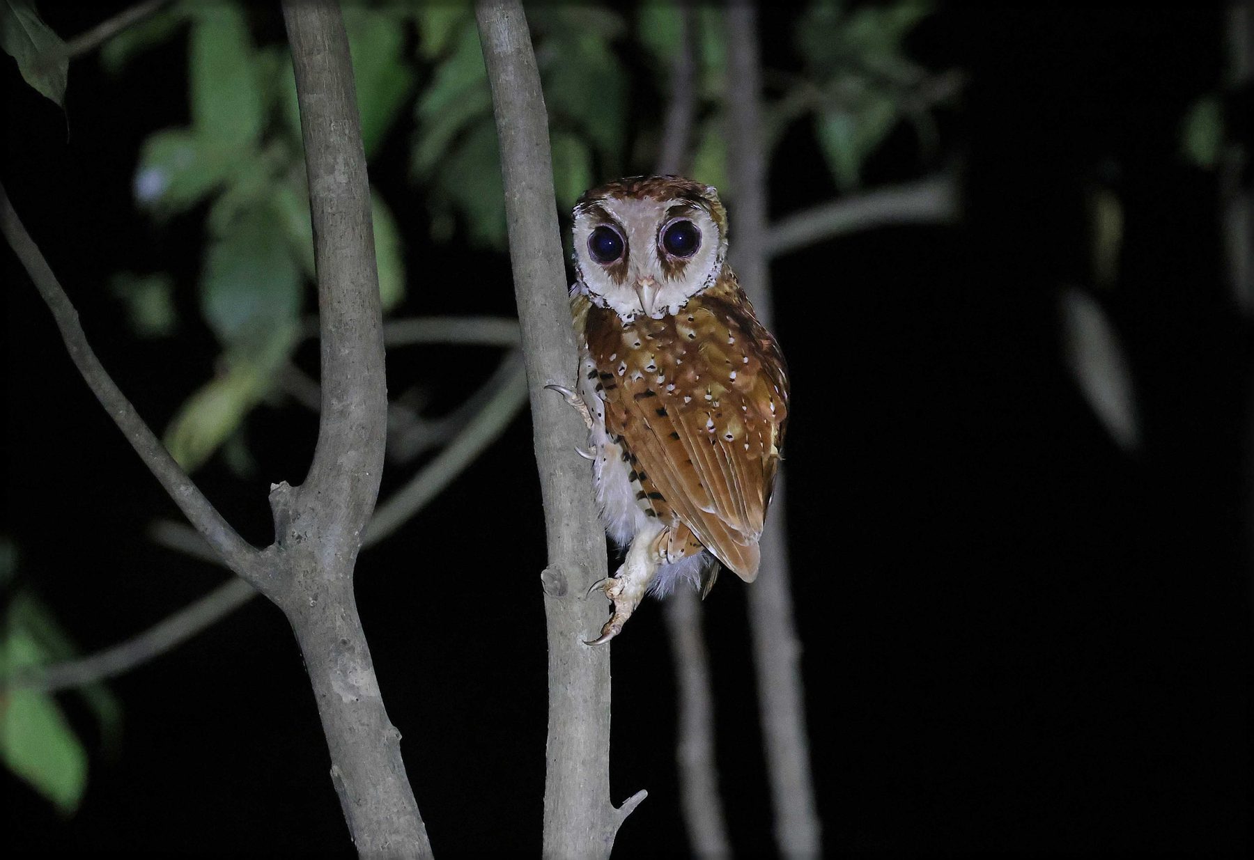 Oriental Bay Owl, Kinabatangan River